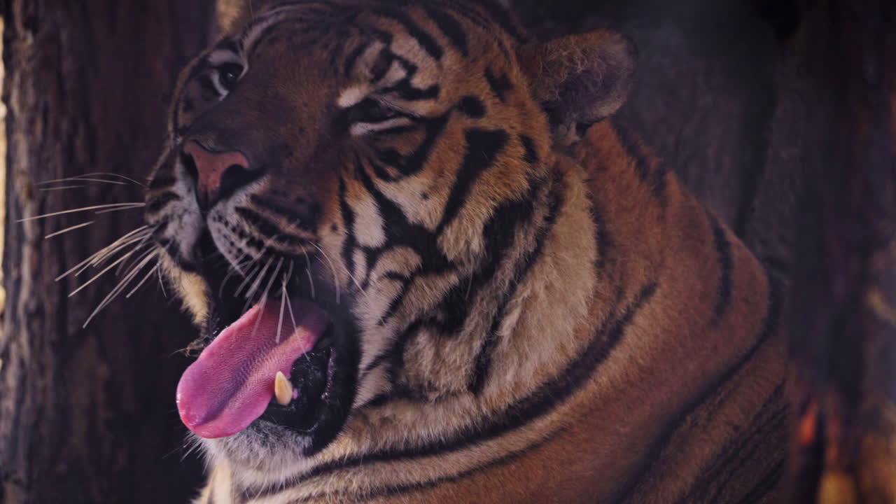 A majestic tiger yawning and showing its tongue