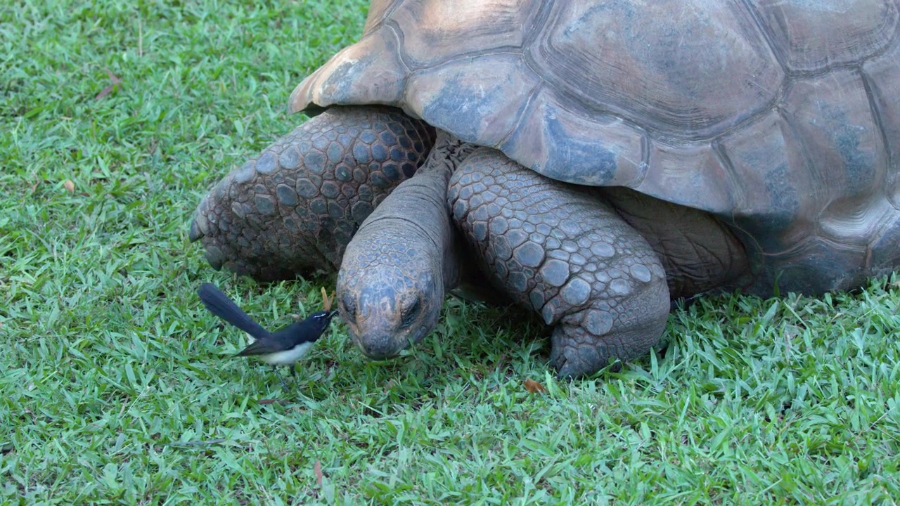 Giant tortoise grazes on green grass while a small bird hops nearby in natural light