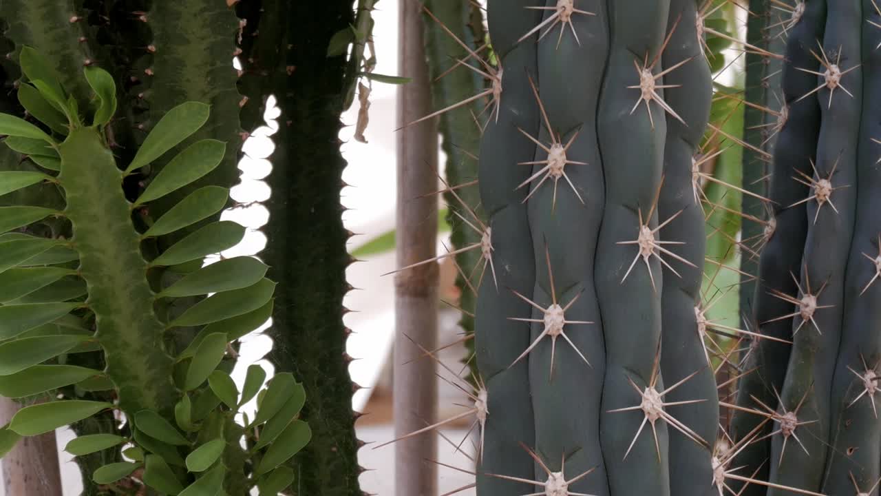 Bottom -up view of succulent plants. Close-up. Daylight