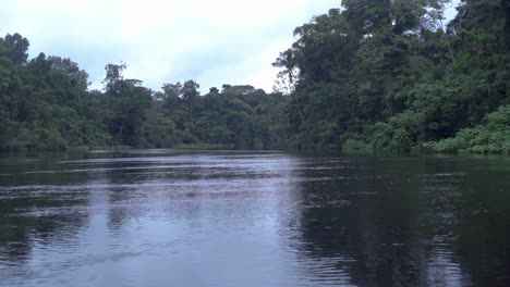 reflection of the amazon rainforest on the water of the river