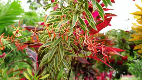 Mahe-Seychelles-Amplias-Gamas-De-Selección-De-Flores-En-El-Jardín-De-Flores-Exóticas