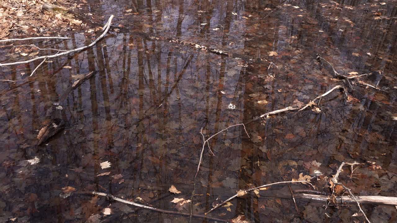 A stretch of water on the ground that creates a perfect view for meditation, with dead leaves and tree branches in early spring.