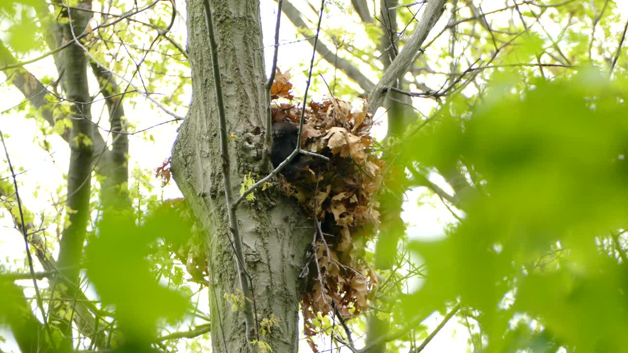 검은 동물 나무에 앉아