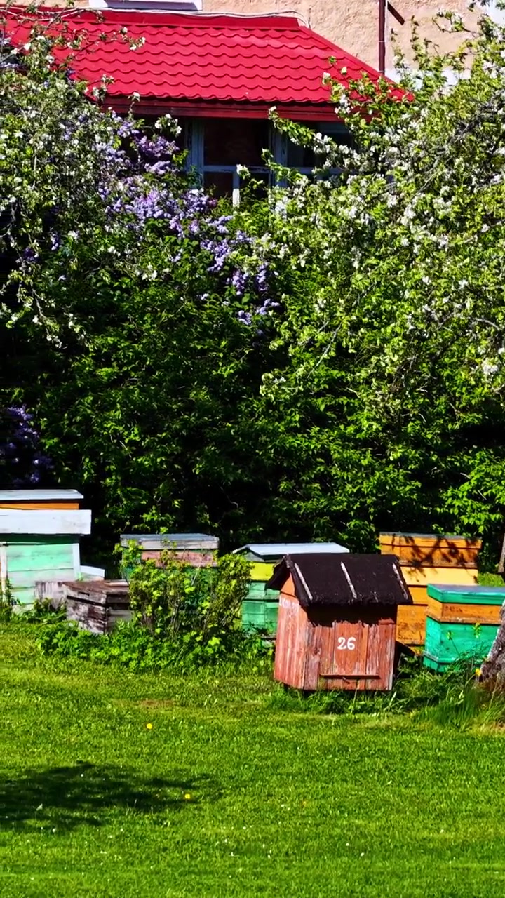Vertical view of colorful wooden beehives in lush green village garden beneath blossoming apple trees and lilac bush by red-roofed house in rural Latvia