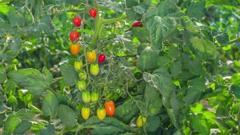 Bunch-of-cherry-tomatoes-in-different-stages-of-ripeness,-close-up