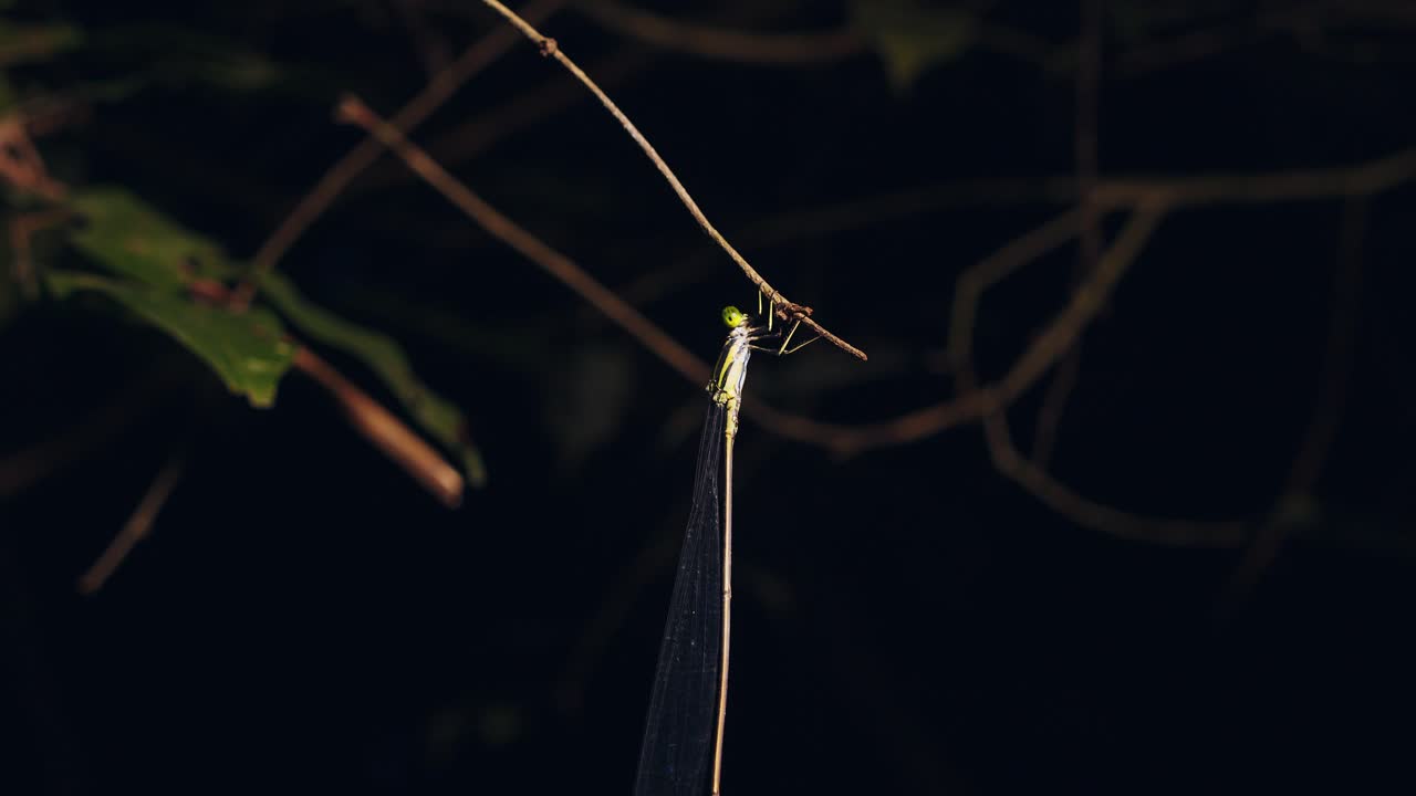 una damisela tropical de alas estrechas con alas translúcidas cuelga de un tallo de una planta