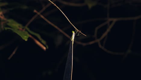 a tropical narrow-winged damselfly with translucent wings hangs from a stem of a plant