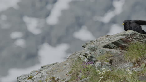 jackdaw de montaña en busca de comida en las montañas