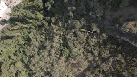Zenitale-Luftaufnahme-Eines-Waldes