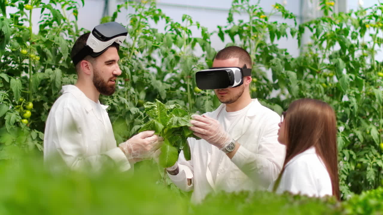 Three laboratory technicians in white coats wearing Virtual Reality headsets, analysing lettuce grown with the Hydroponic method in a greenhouse