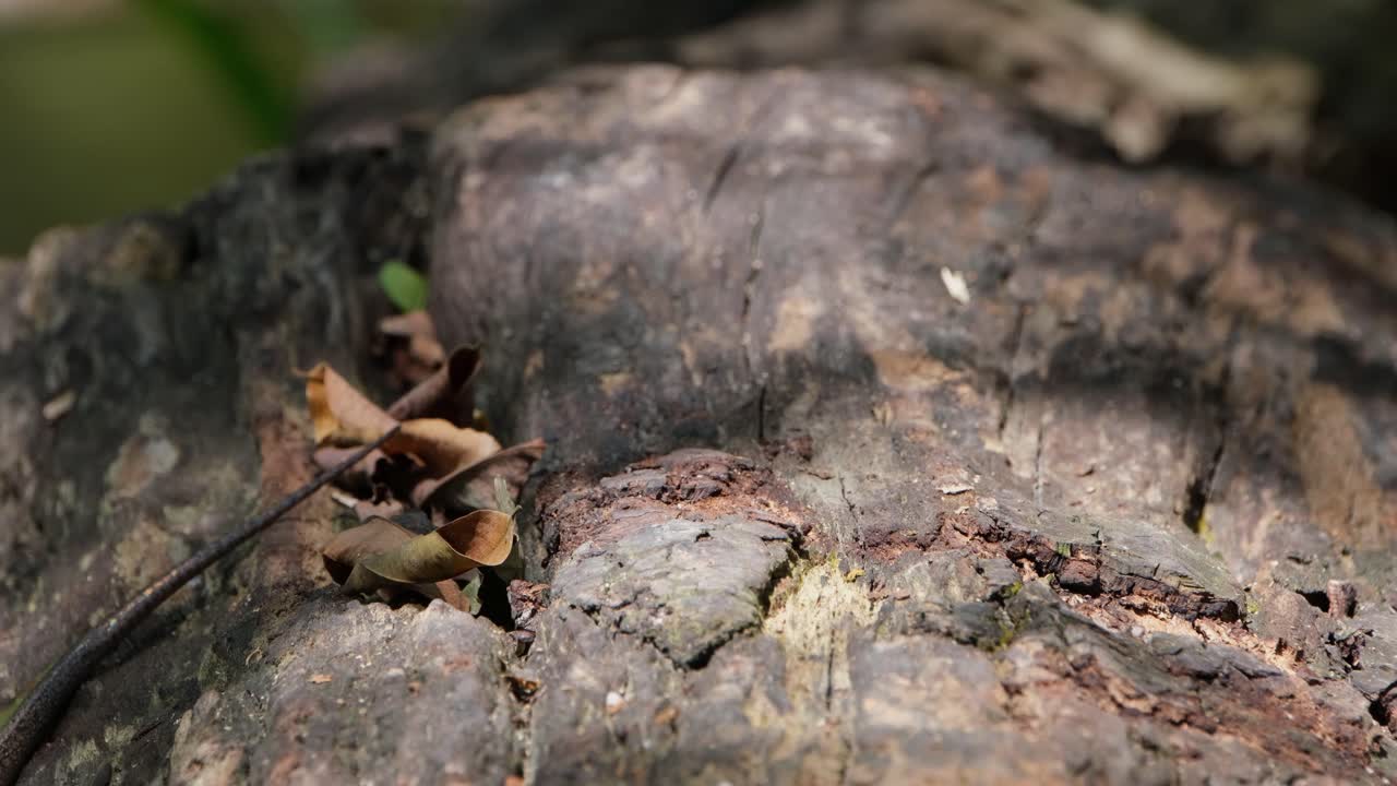 Seen facing to the left breathing and then moves away, Common Sun Skink Eutropis multifasciata, Thailand