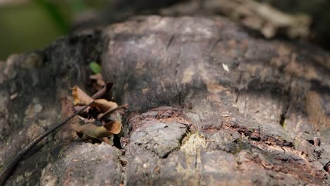 visto mirando hacia la izquierda respirando y luego se aleja, piel de sol común eutropis multifasciata, tailandia
