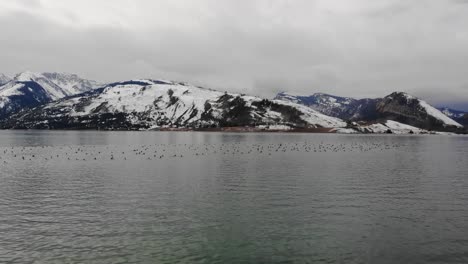 A-low-flying,-orbital-drone-shot-of-a-large-flock-of-ducks-floating-on-Jackson-Lake,-with-the-Grand-Teton-Range-in-the-background,-in-Grand-Teton-National-Park-of-Northwestern-Wyoming