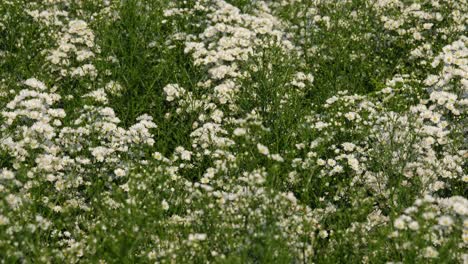 Aliento-De-Bebé,-Gypsophila-Bailando-Con-El-Viento-En-Medio-Del-Día-En-Khao-Yai,-Tailandia