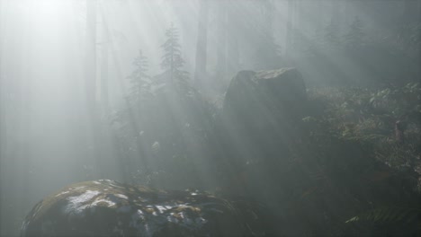misty spring morning in pine tree forest