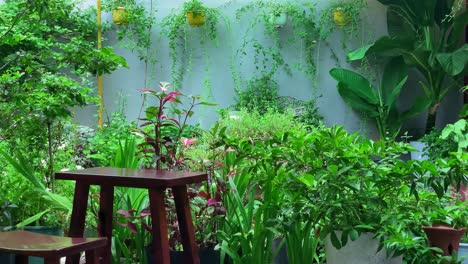 lush home garden with various green plants and wooden furniture.