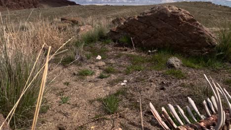 wide shot of animal bones in the western united states