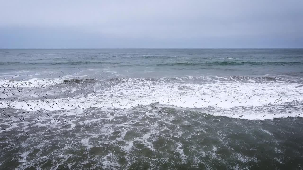 페루 먼 산 앞 잔잔한 모래사장 위로 날아가는 갈매기 떼