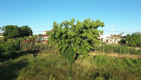 Tamarindenbaum,-Frucht-Der-Karibik