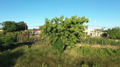 árbol de tamarindo, fruto del caribe