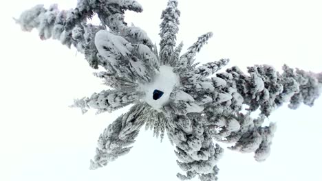 man walking through beautiful winter forest, vr360, 360vr, 360 video, 360 degree, vr, little planet effect