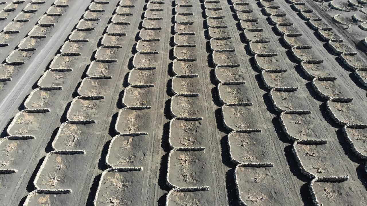 drone sobre las famosas vides en lanzarote revelando el paisaje de las colinas