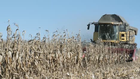la cosecha del campo de maíz con la cosecha a principios del otoño. plegamiento de la cabecera de maíz.