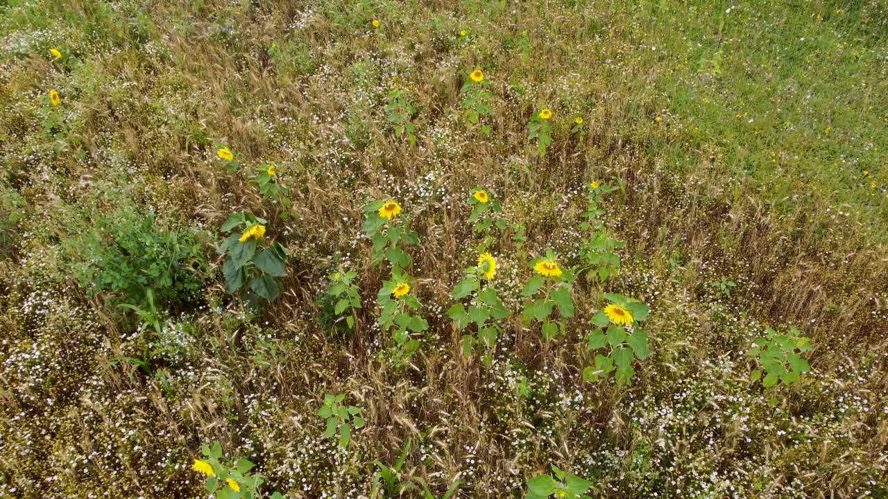 antena sobre girasoles moviéndose suavemente en el viento en el campo