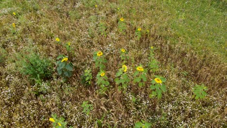 aerial over sunflowers gently moving in wind in field