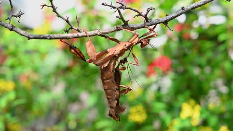 4K-Nahaufnahme-Einer-Australischen-Riesenstachelinsektenart,-Die-Als-Extosoma-Tiaratum-Bekannt-Ist-Und-Mit-30-Bildern-Pro-Sekunde-An-Einem-Zweig-Hängt,-Mit-Einem-Männchen-Auf-Dem-Rücken,-Während-Sie-Sich-Auf-Die-Rechte-Seite-Des-Rahmens-Bewegt