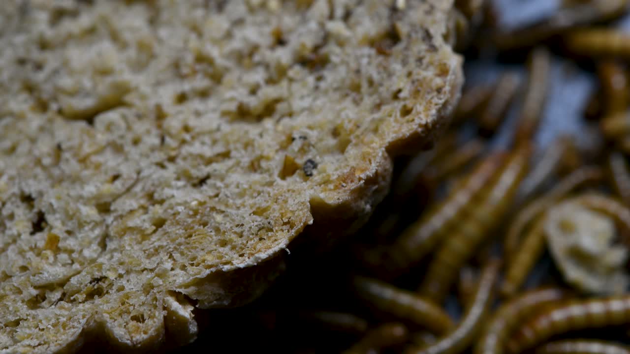 밀웜은 물고기, 뱀, 새, 개구리와 같은 애완동물에게 먹이를 주는 데 사용되는 딱정벌레의 일종입니다.