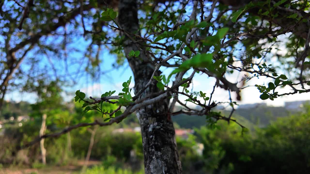 Hand touching green leaves of a tree in a tropical forest, close-up