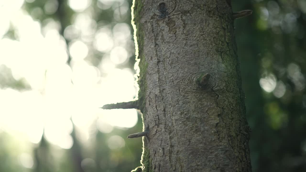 Vertical paning of a tree in a forest, covered in moss, sunlight backlit in slowmotion