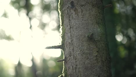 vertical paning of a tree in a forest, covered in moss, sunlight backlit in slowmotion