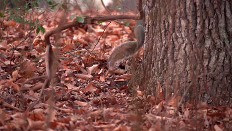 A-Gray-Brown-Squirrel-Easily-Jumps-Up-The-Tree-in-Slow-Motion---Medium-Shot