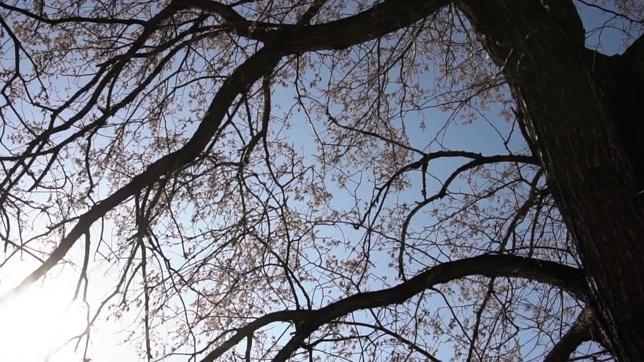 Tree Branches Against a Clear Sky
