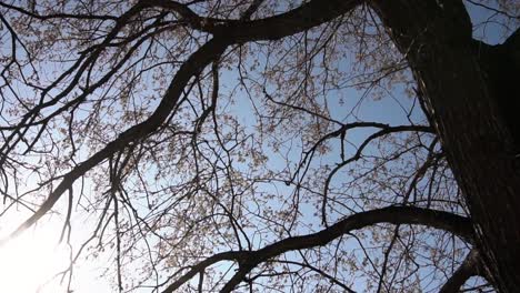 tree branches against a clear sky