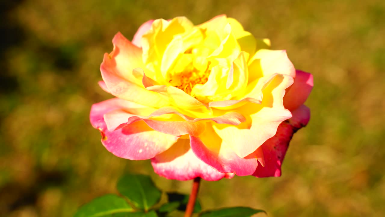 La flor en el jardín brillaba bajo el sol-35