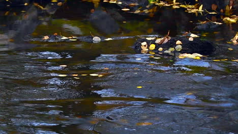 Slow-motion-video-of-a-crow-flying-over-spawning-brown-trouts-scaring-them