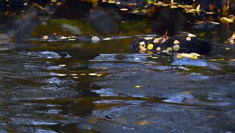 slow motion video of a crow flying over spawning brown trouts scaring them