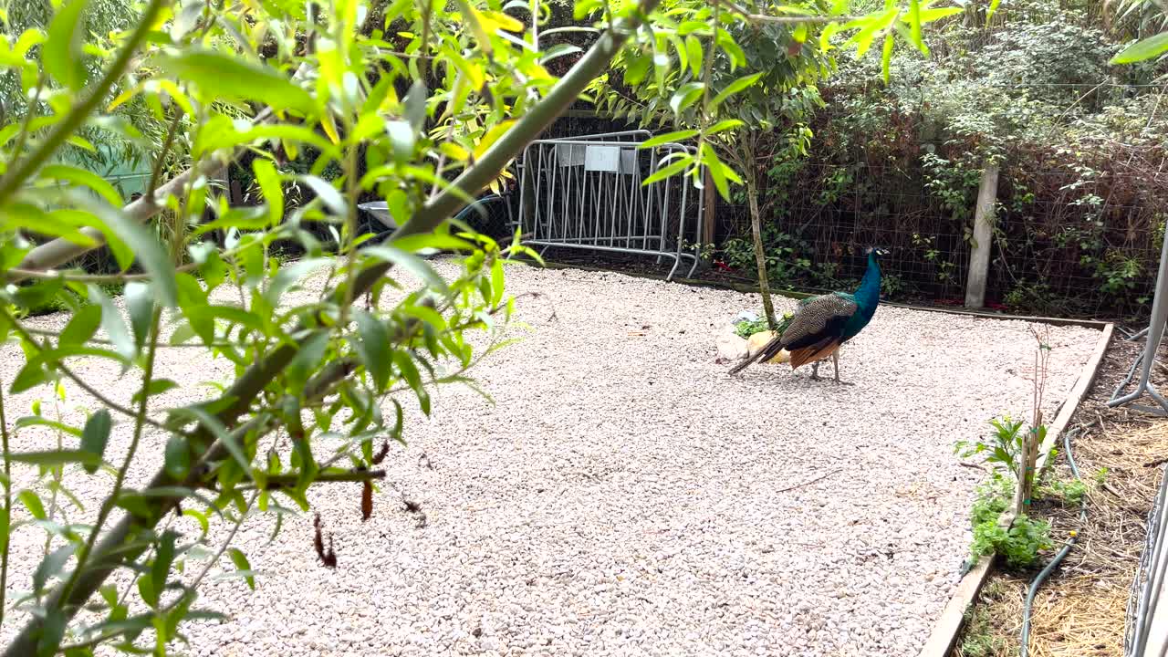 농장 에 서 있는 수 ⁇  파란  ⁇ 무새 의 정적  ⁇