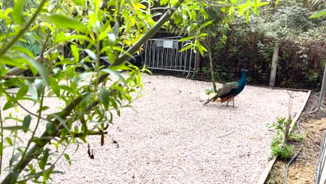 toma estática de un pavo real azul macho de pie en un recinto de la granja