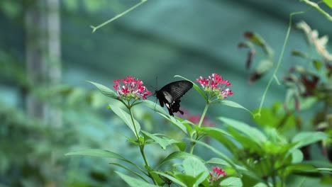 common mormon butterfly with flapping wings in pentas