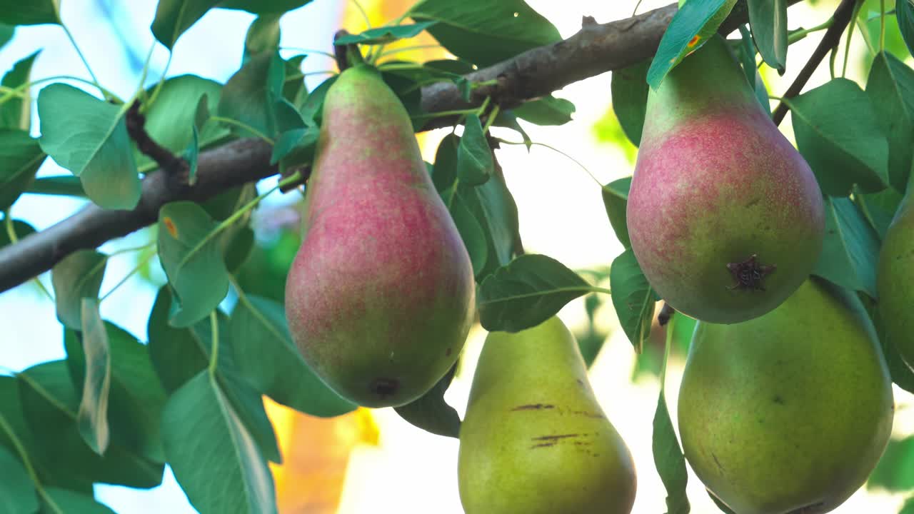 Pears growing on a tree during daylight in a garden