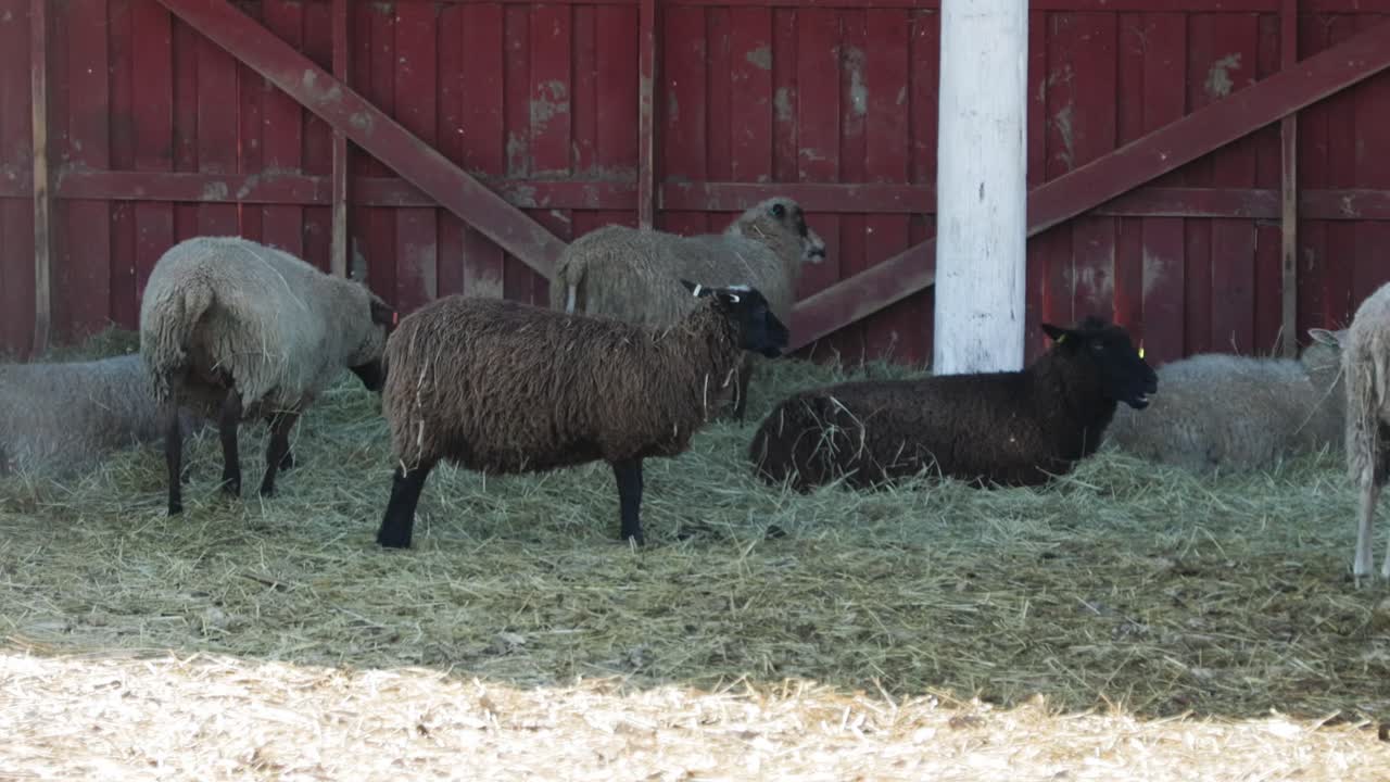 작은 도시 농장 의 양 들