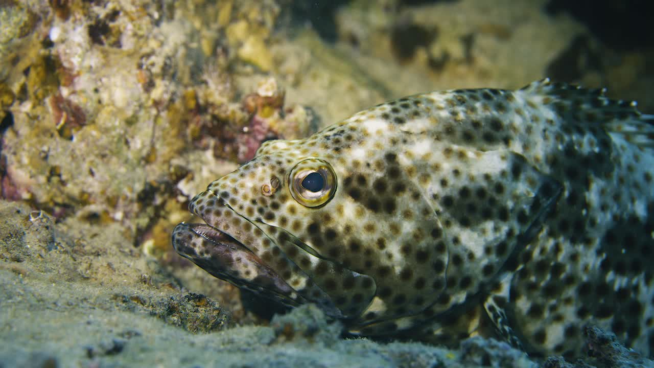 Grouper. Coral reef. Red sea.