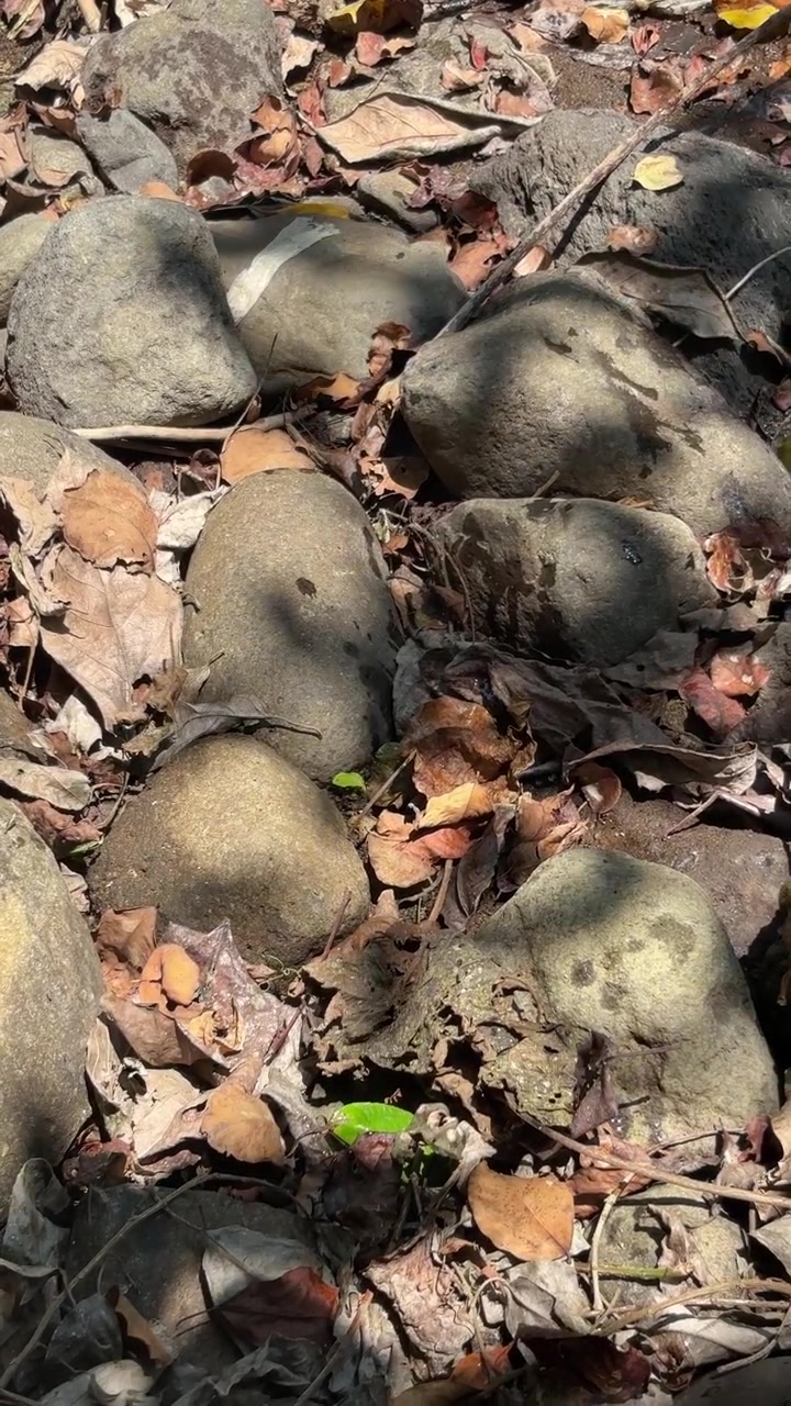 Uccellino mimetizzato tra rocce e foglie secche