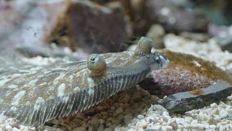 Flatfish on seafloor with raised eyes, blending with rocks and sandy bottom