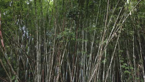 tiro medio ascendente aéreo de una planta de bambú natural en un bosque de bambú en la selva en koh chang tailandia