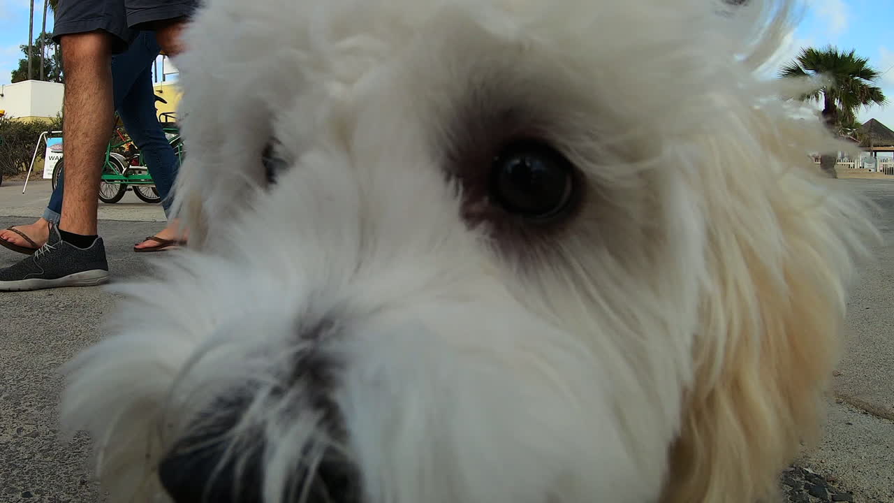 호기심 많은 미니어처 골든두들이 산책하는 영상